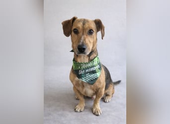 Sebestyen -Freundlicher Begleiter sucht seine Menschen!