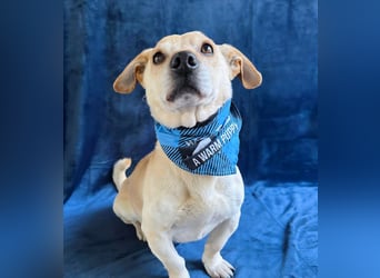 Cedric -Liebevoller Rüde möchte endlich ankommen!