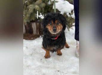 Bongor - Besonderer Schatz auf der Suche nach seinen Menschen!