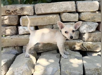 Peanut (Pepsi) Kleiner Peanut sucht großes Familienglück