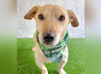 Cedric -Liebevoller Rüde möchte endlich ankommen!