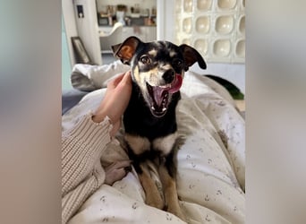 Tammy - Fröhliche kleine Hündin sucht Zuhause im Doppelpack