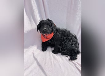 Bozont - Sanfter Schatz sucht geduldiges Zuhause *bald in 71711 Murrr*