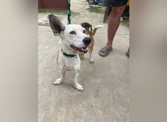 Arminka -Sensibler Begleiter mit großem Herz