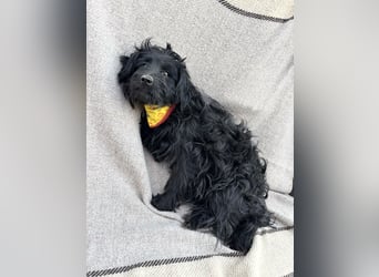 Bozont - Sanfter Schatz sucht geduldiges Zuhause *bald in 71711 Murrr*