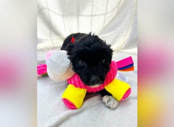 Misty - Fröhliche Misty sucht aktive Menschen fürs gemeinsame Abenteuer