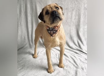 Jack -kleiner fröhlicher verspielter Rüde