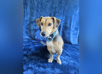 Sebestyen -Freundlicher Begleiter sucht seine Menschen!