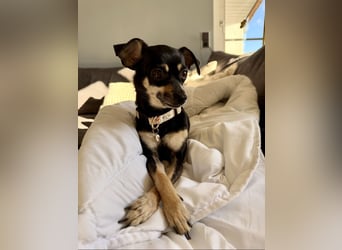 Tammy - Fröhliche kleine Hündin sucht Zuhause im Doppelpack