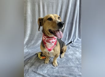 Sebestyen -Freundlicher Begleiter sucht seine Menschen!