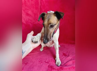 Roxi - Charmante Hundedame sucht ein liebevolles Zuhause!
