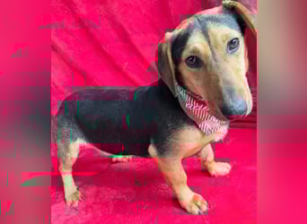 Oszvald - Liebevolle Seele sucht sein Happy End!