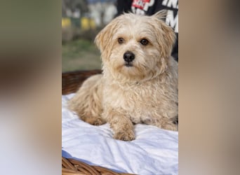 Pityu - Sensibler Hundejunge sucht geduldige Menschen