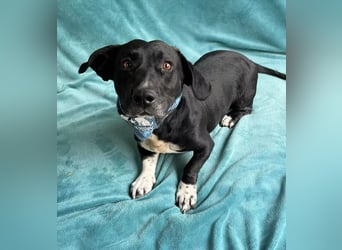 Beauty -Verschmuste Hündin sucht Familie