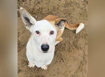 Arminka -Sensibler Begleiter mit großem Herz