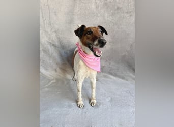 Roxi - Charmante Hundedame sucht ein liebevolles Zuhause!