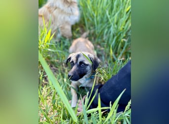 Pippa Kleine Schmusemaus sucht ihr Glück