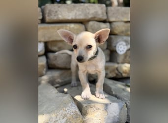 Peanut (Pepsi) Kleiner Peanut sucht großes Familienglück
