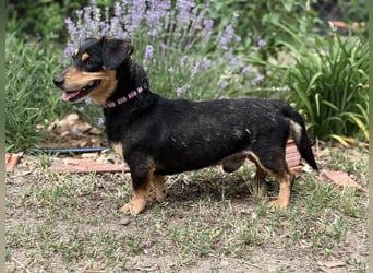 Artin Kleiner Herzenshund sucht sein großes Glück