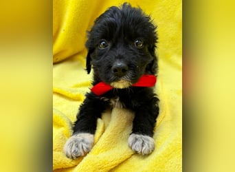 Misty - Fröhliche Misty sucht aktive Menschen fürs gemeinsame Abenteuer
