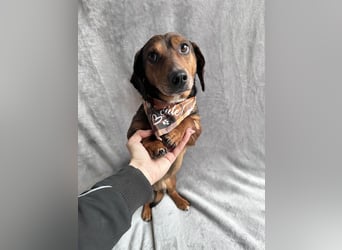 Robin - kleiner Dackelmix mit sensiblem Herz sucht sein Zuhause