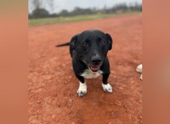 Beauty -Verschmuste Hündin sucht Familie