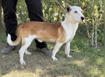 Arminka -Sensibler Begleiter mit großem Herz