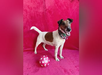 Roxi - Charmante Hundedame sucht ein liebevolles Zuhause!