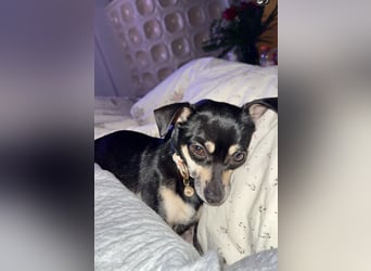 Tammy - Fröhliche kleine Hündin sucht Zuhause im Doppelpack