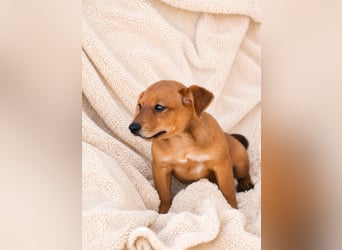 Piccolo - fröhlicher Schatz sucht sein Für-immer-Zuhause