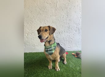 Sebestyen -Freundlicher Begleiter sucht seine Menschen!