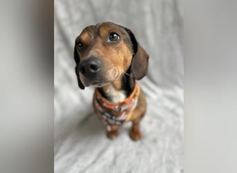 Robin - kleiner Dackelmix mit sensiblem Herz sucht sein Zuhause