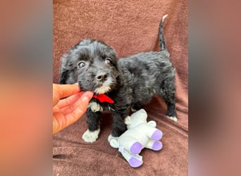 Misty - Fröhliche Misty sucht aktive Menschen fürs gemeinsame Abenteuer