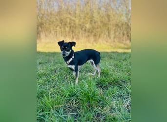 Tammy - Fröhliche kleine Hündin sucht Zuhause im Doppelpack