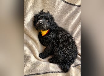 Bozont - Sanfter Schatz sucht geduldiges Zuhause *bald in 71711 Murrr*