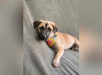 Pippa Kleine Schmusemaus sucht ihr Glück