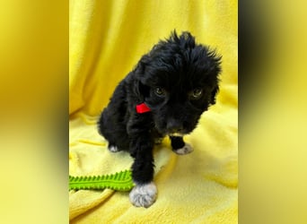 Misty - Fröhliche Misty sucht aktive Menschen fürs gemeinsame Abenteuer