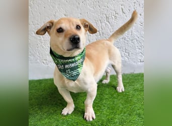 Cedric -Liebevoller Rüde möchte endlich ankommen!