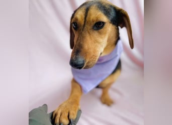 Oszvald - Liebevolle Seele sucht sein Happy End!