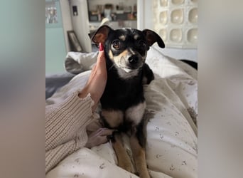 Tammy - Fröhliche kleine Hündin sucht Zuhause im Doppelpack