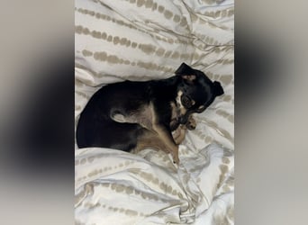 Tammy - Fröhliche kleine Hündin sucht Zuhause im Doppelpack