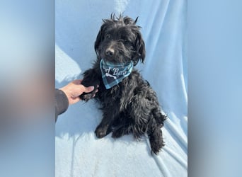 Bozont - Sanfter Schatz sucht geduldiges Zuhause *bald in 71711 Murrr*