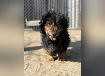 Bongor - Besonderer Schatz auf der Suche nach seinen Menschen!