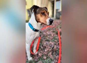 Beens- lieber kleiner Rüde sucht sein Zuhause