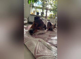 Beens- lieber kleiner Rüde sucht sein Zuhause