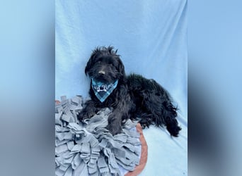 Bozont - Sanfter Schatz sucht geduldiges Zuhause *bald in 71711 Murrr*