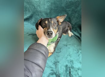 Pepito - Kleiner Charmeur sucht seine Menschen!