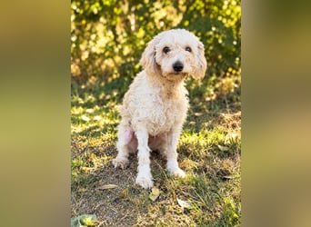 Hope - Kämpferherz Hope sucht sein Happy-End!