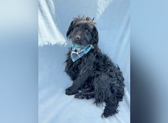 Bozont - Sanfter Schatz sucht geduldiges Zuhause *bald in 71711 Murrr*