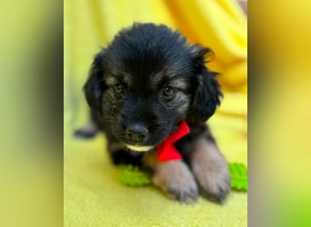 Evoli - Liebevolle Evoli sucht Menschen zum Kuscheln und Ankommen